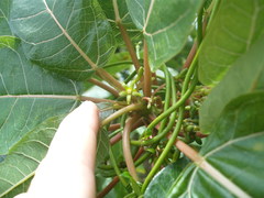 Vasconcellea quercifolia