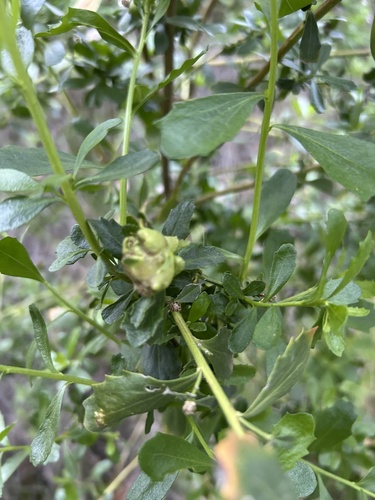 Unknown species found near Arroyo Rd, Livermore, CA, US