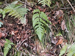 Woodwardia orientalis