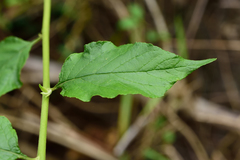 Microglossa pyrifolia