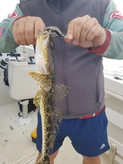 Platycephalus laevigatus