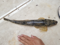 Platycephalus laevigatus