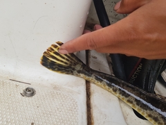 Platycephalus laevigatus