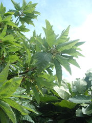 Vasconcellea quercifolia