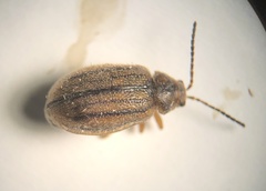 Ophraella
