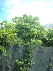 Vasconcellea quercifolia