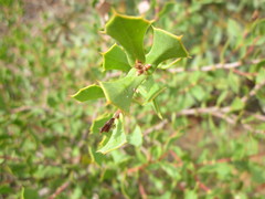 Hakea pritzelii