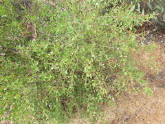 Hakea pritzelii