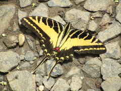 Eurytides philolaus xanticles