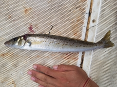 King George Whiting photo 5