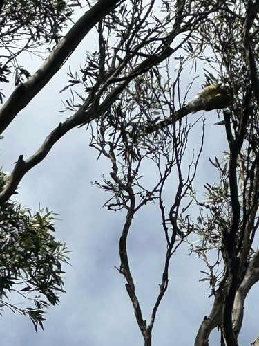 Yellow Wattlebird (Anthochaera paradoxa), photo 2