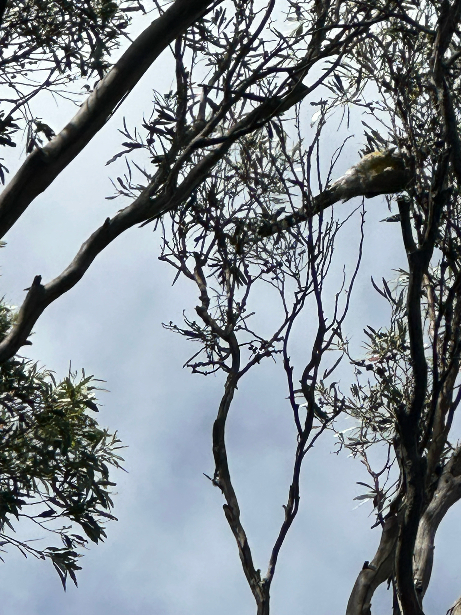 Yellow Wattlebird (Anthochaera paradoxa), photo 2