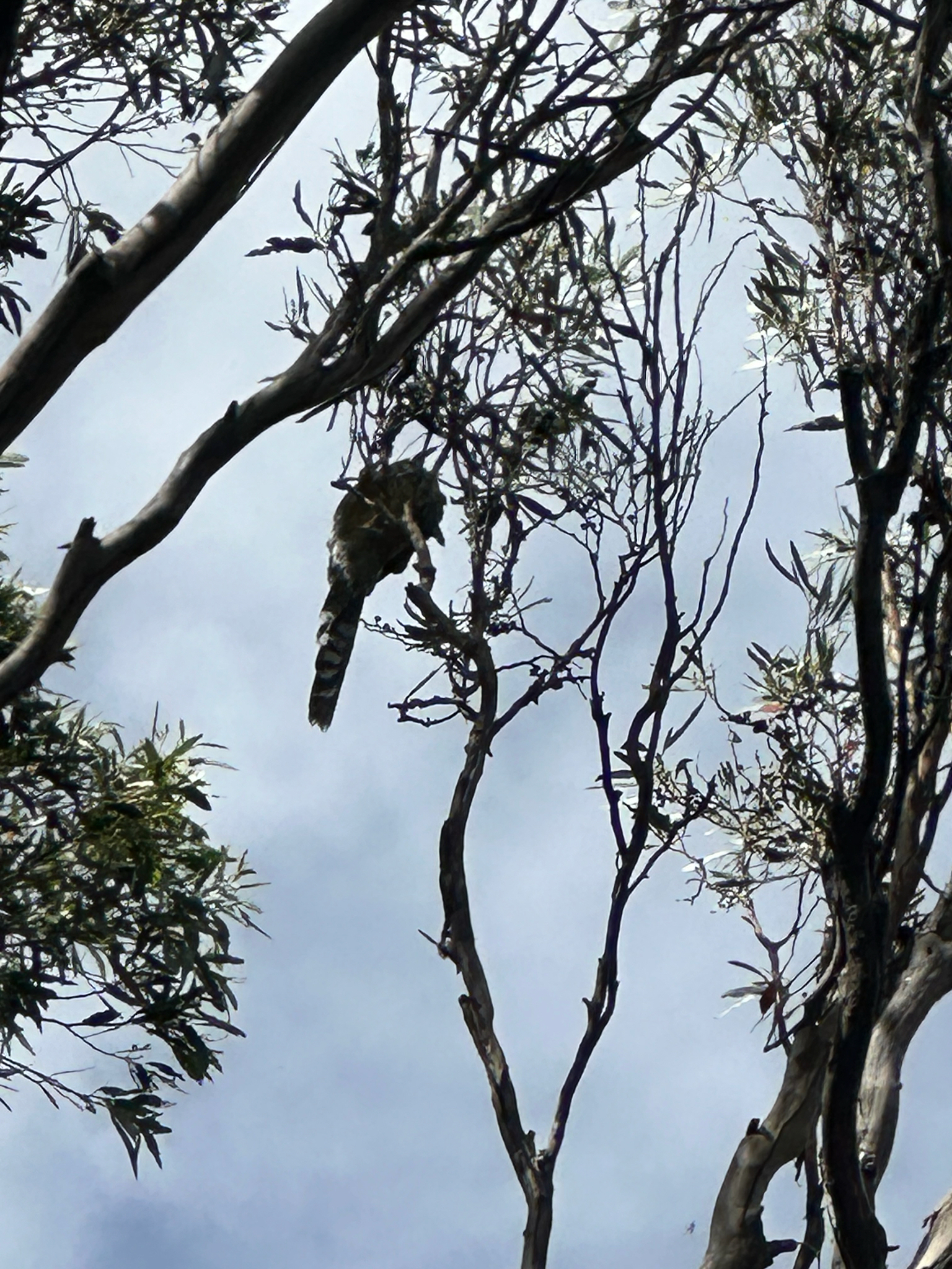 Yellow Wattlebird (Anthochaera paradoxa), photo 3