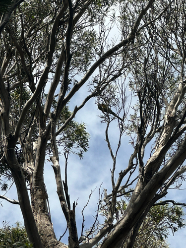 Yellow Wattlebird (Anthochaera paradoxa), photo 10
