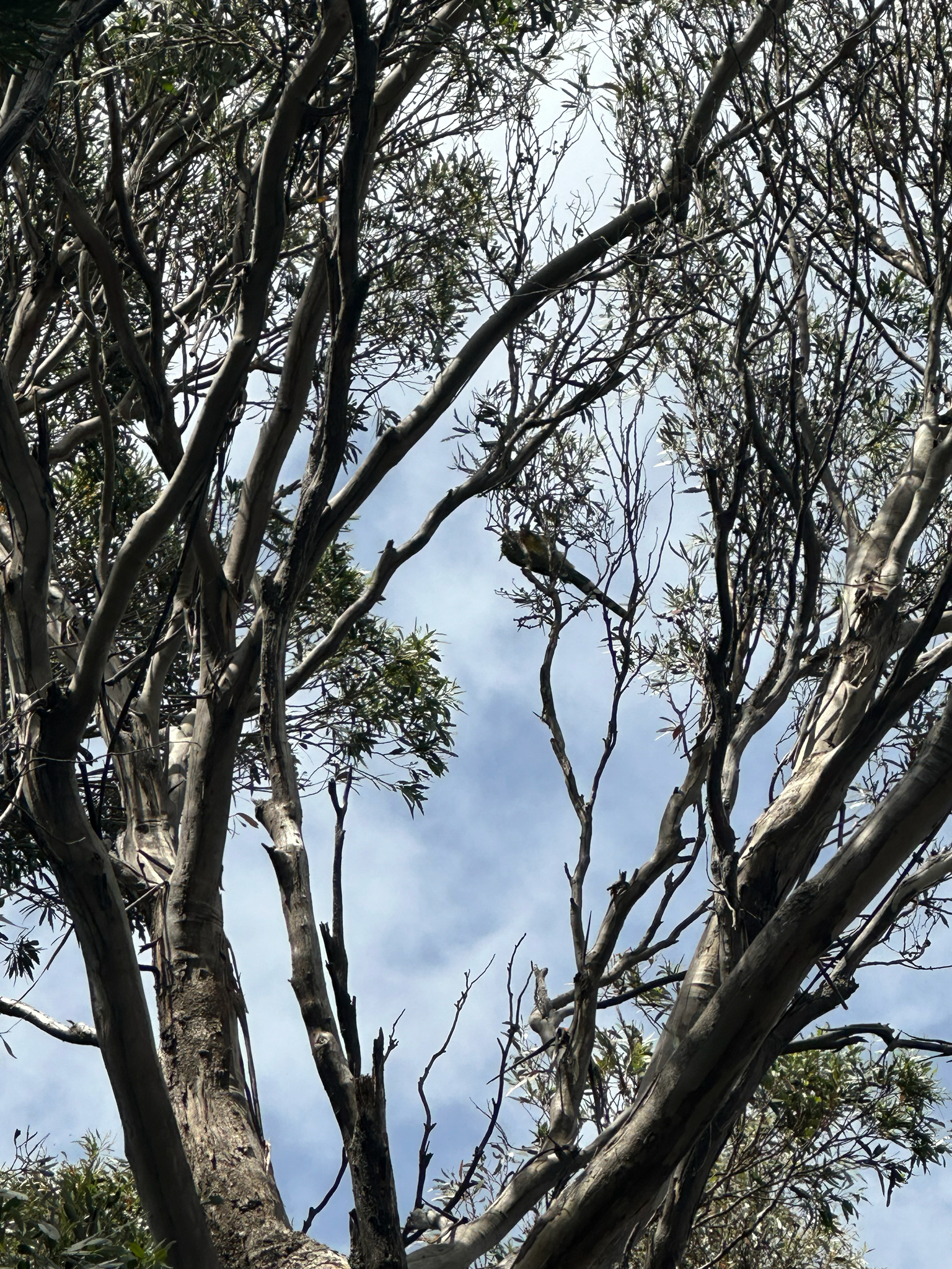 Yellow Wattlebird (Anthochaera paradoxa), photo 4