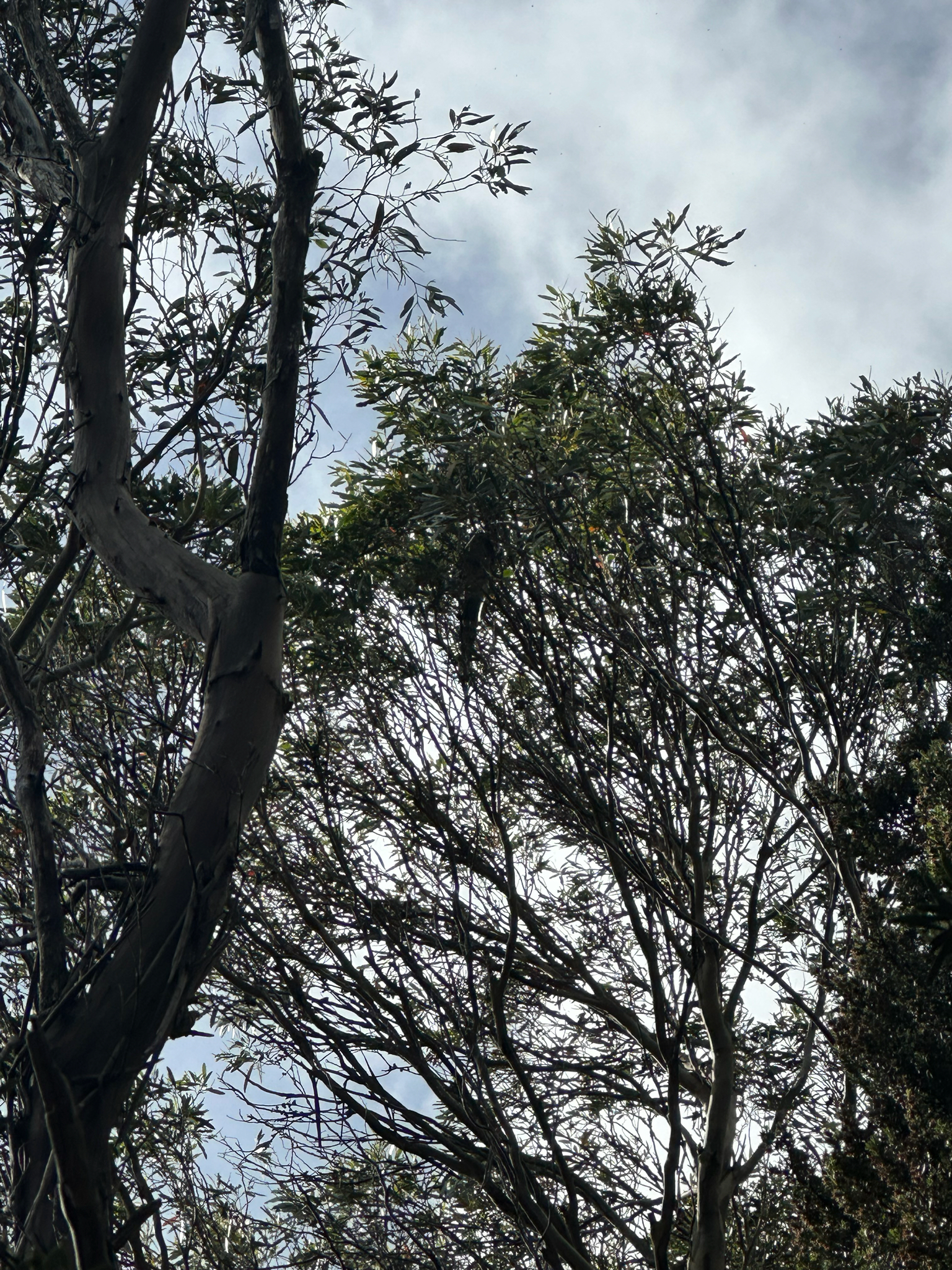 Yellow Wattlebird (Anthochaera paradoxa), photo 5