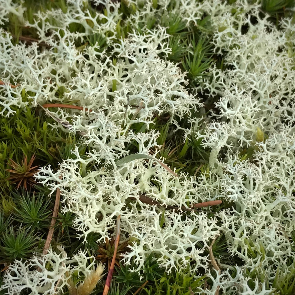 Reindeer Lichen