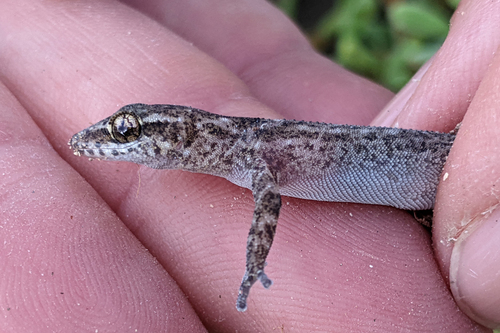 Galapagos Leaf-toed Gecko, Phyllodactylus duncanensis