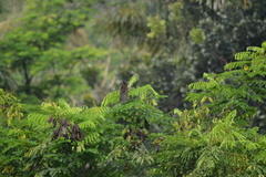 Centropus bengalensis