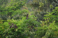 Centropus bengalensis