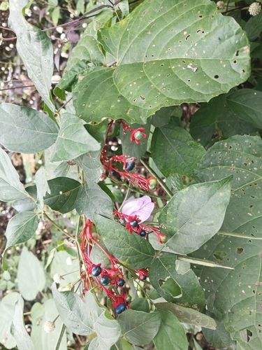 Clerodendrum intermedium observed 2026-03-15