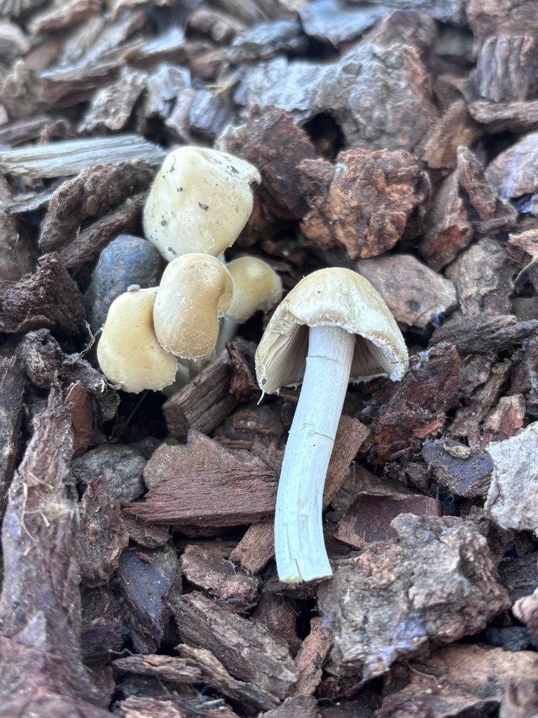Candolleomyces candolleanus · March 2026 · photo: © reago (iNaturalist, cc-by)