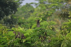 Centropus bengalensis