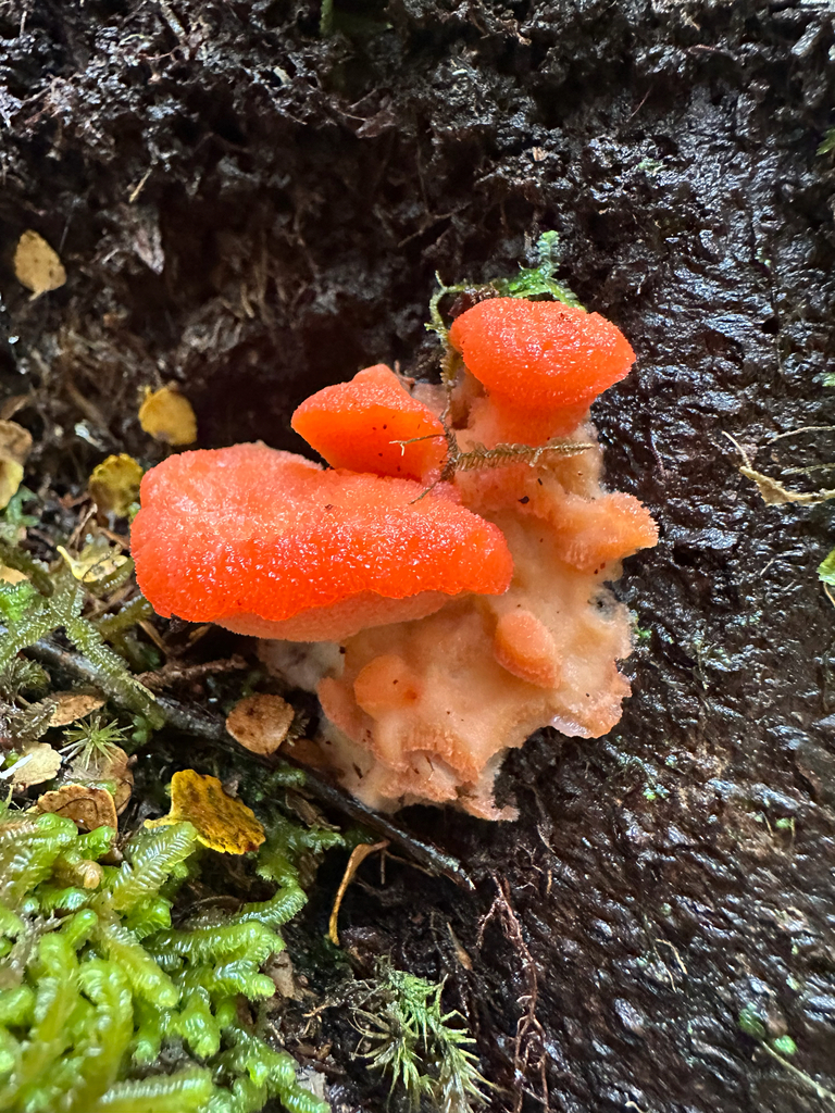 Aurantiporus pulcherrimus · March 2026 · photo: © shuetrim (iNaturalist, cc-by)