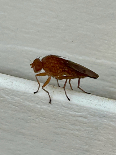 Unknown species found near Heart Pine Ln, Jasper, GA, US