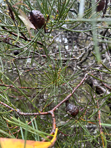 Mountain Needlewood (Hakea lissosperma)