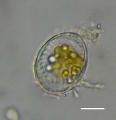 Surirella