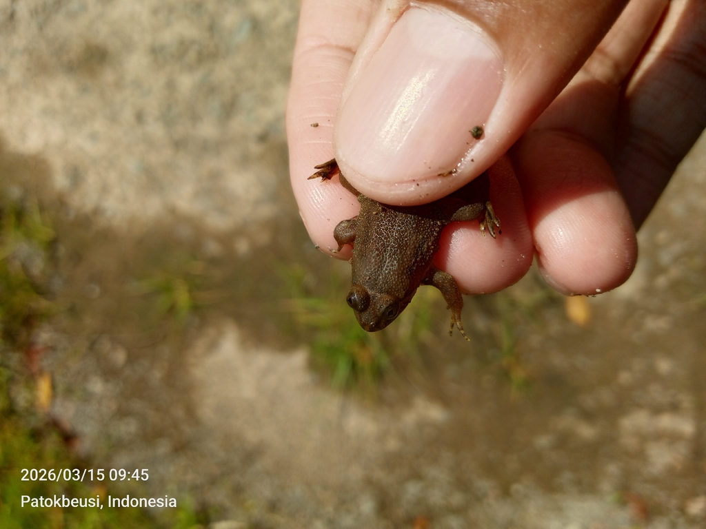 Green Puddle Frog (Occidozyga lima)