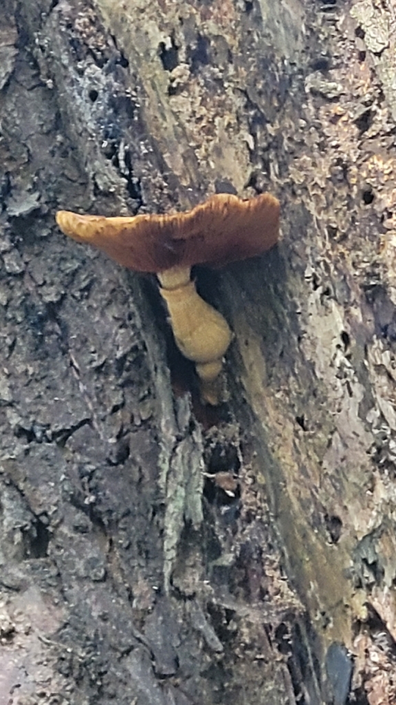 Gymnopilus junonius · March 2026 · photo: © eyrezer (iNaturalist, cc-by)
