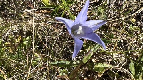 Wahlenbergia ceracea observed 2026-03-15