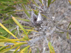 Hakea corymbosa