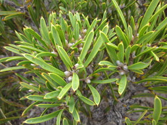 Hakea corymbosa