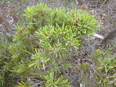 Hakea corymbosa