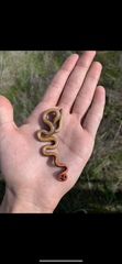 Diadophis punctatus similis