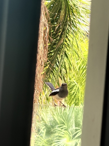 Oriental Magpie-Robin