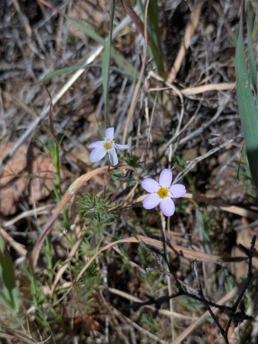 Serpentine Leptosiphon (Leptosiphon ambiguus)