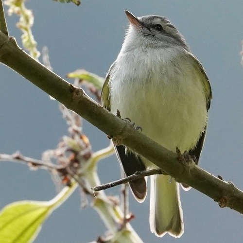 White-tailed Tyrannulet (Mecocerculus poecilocercus)