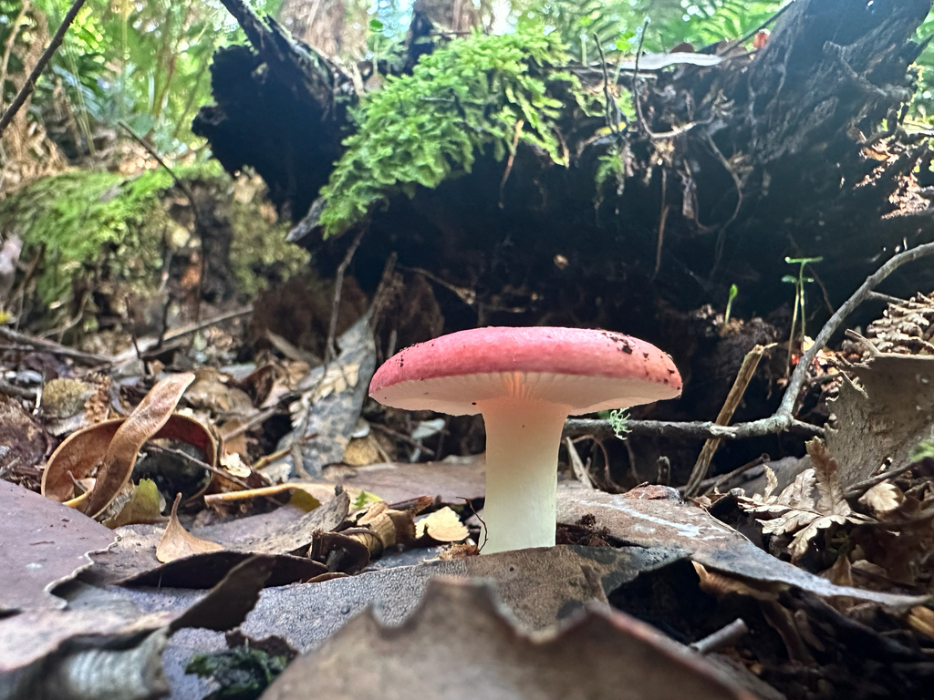 Russula persanguinea