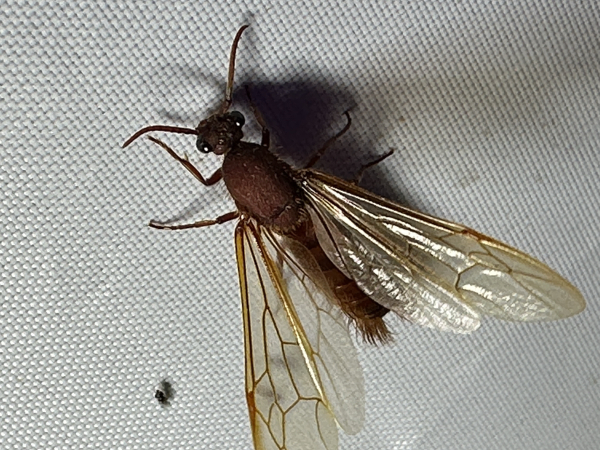 Nomamyrmex