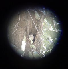 Otus bakkamoena