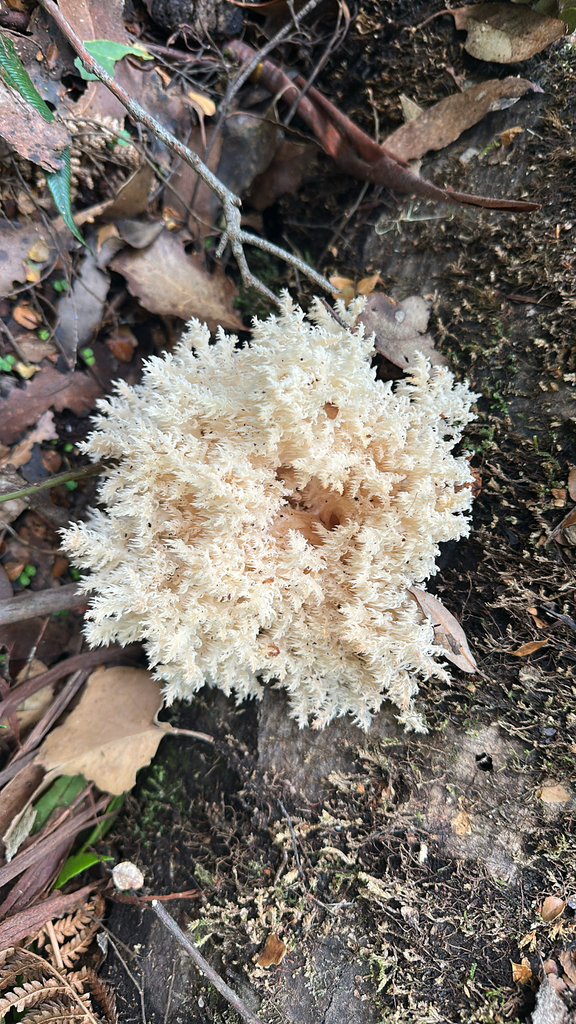 Hericium coralloides · March 2026 · photo: © shuetrim (iNaturalist, cc-by)