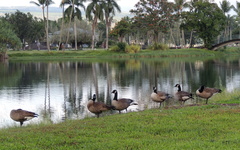 Branta canadensis moffitti
