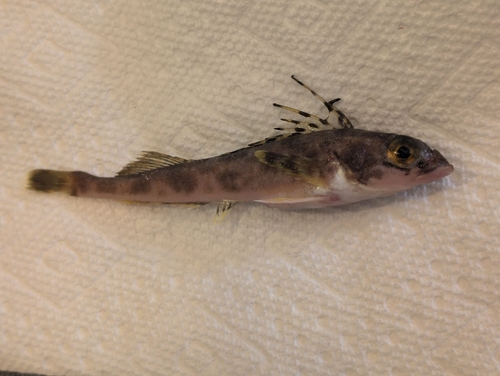 Shortspine combfish (Zaniolepis frenata) — Hexagrammidae