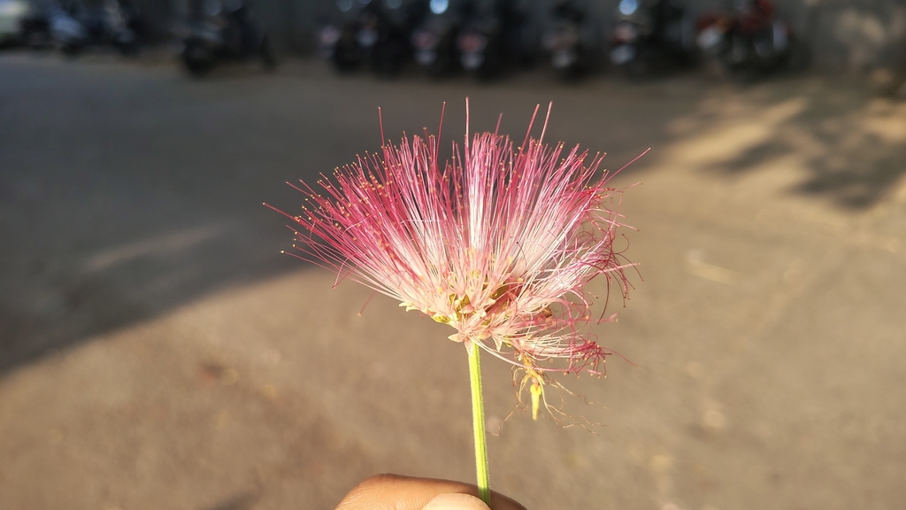 Samanea saman, Suyog Aura phase 2, opposite cipla foundation, near motiram nagar, Motiram Nagar, Warje, Pune, Maharashtra 411058, India