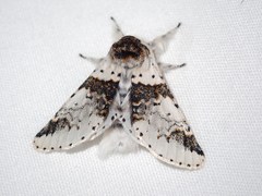 Furcula scolopendrina