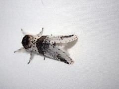 Furcula scolopendrina